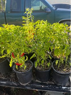 Peppers plants / matas de Chiles