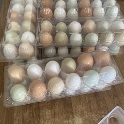 Chicken Eggs