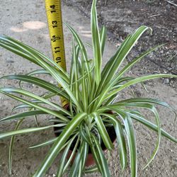 6” Pot Super Healthy/established Spider Plant, 95820