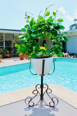 A healthy thriving hoya in a ceramic pot (including the vintage wrought iron plant stand)