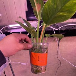 Philodendron Green Congo Nuclear Rooted (L)