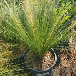 Mexican Grass
