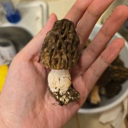 Wild Morel Mushroom For Sell