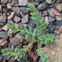 Succulent Outdoor Garden Plant