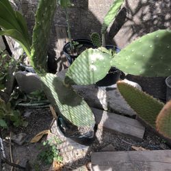 Nopal