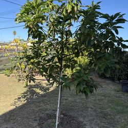 Mata de Aguacate 