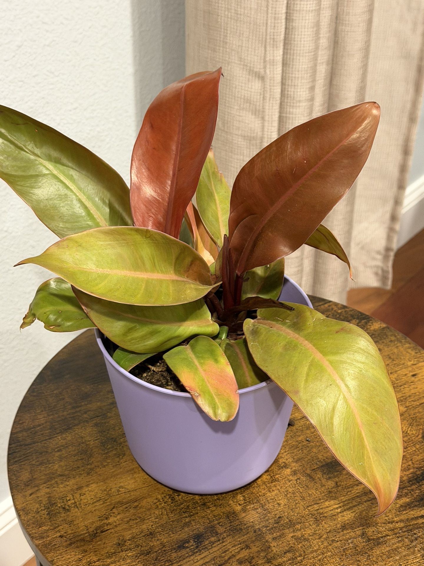 Philodendron Red Sun