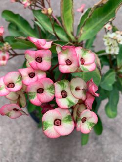 7 Diamond crown of thorn plant