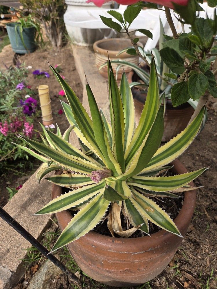 Cactus In Pot