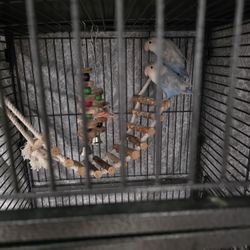 Love Bird Cage 