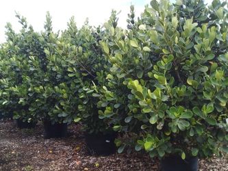 SALE! HUGE CLUSIA PLANT IN 25 GALLONS FOR ONLY $95 OPEN TODAY