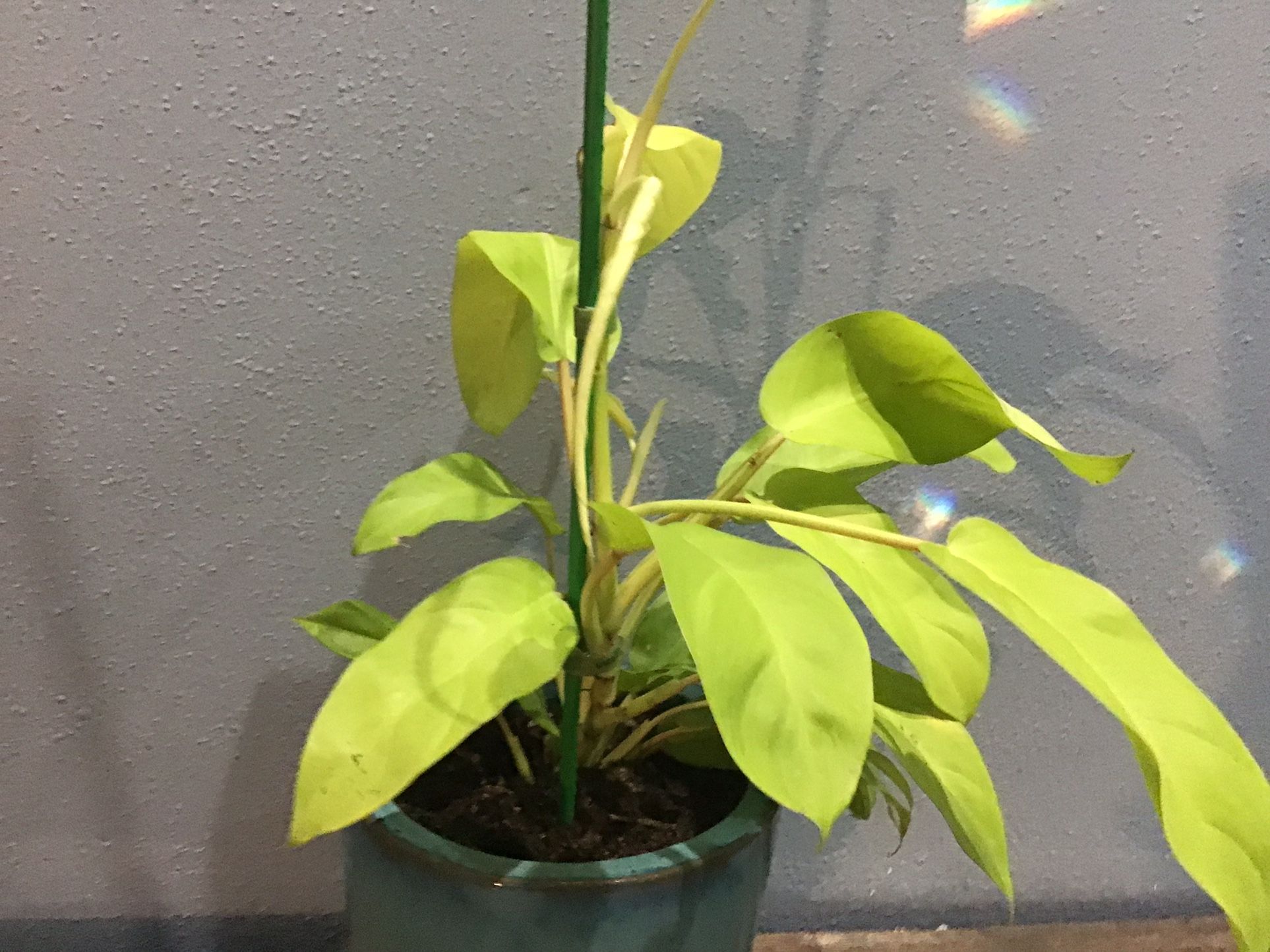 Plant