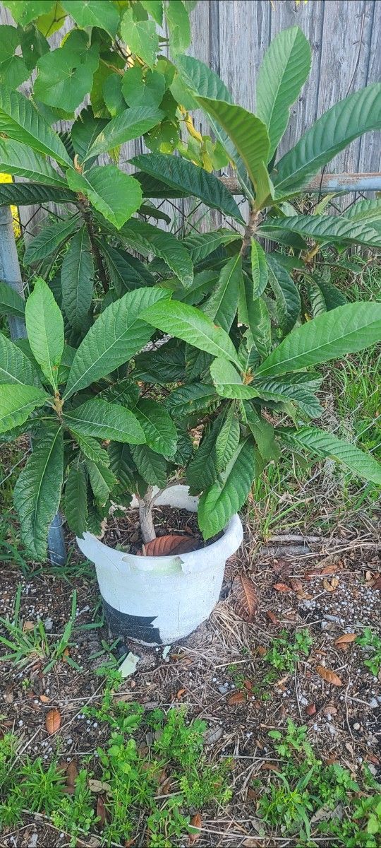 Loquet Tree   Or Japanese  Plums 