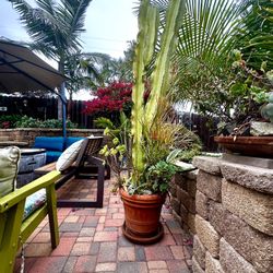 Cactus, Firestick And Succulents 