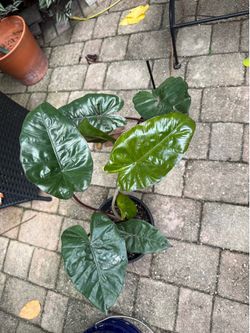 Alocasia Yucatán princess