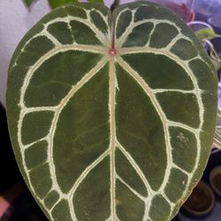 Anthurium Tim Anderson Memoria