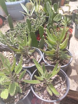Kalanchoe Mother Of Millions Succulent