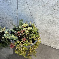 succulent plant holders 