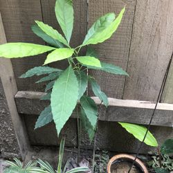 Avocado Plant 