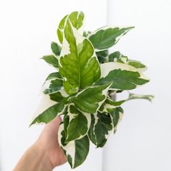 Pothos N'Joy Plant 4" Pot - Indoor House Plants 