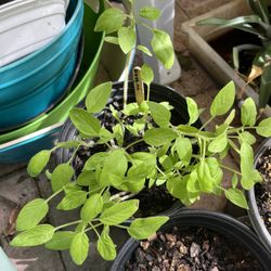 Beefsteak Tomatoes, 2 Different Kinds Of Hot Peppers