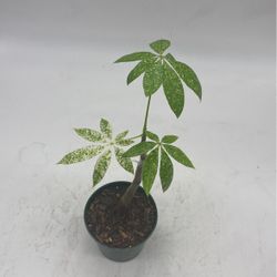 Variegated Money Tree