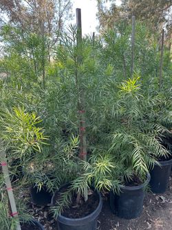 Podocarpus