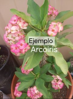 Planta.  Corona de cristo ID Arcoiris