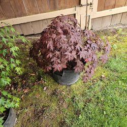 Potted JAPANESE MAPLE TREES