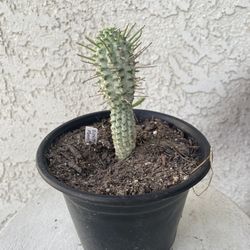 6 Inch Pot Cactus Plant - Variegated Corn Cob - Euphorbia Mammillaris - Rooted & Established - Drought Resistant - 🌵