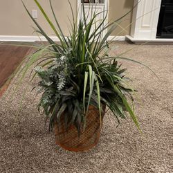 Floor Plant