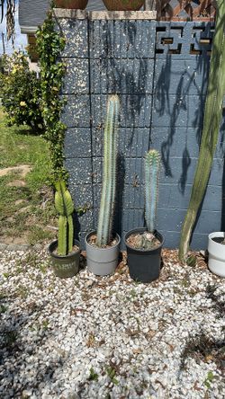 Blue Columnar Cactus / euphorbia