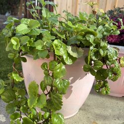 Pink Plastic Pot With Plant For Only 10 Dollars 