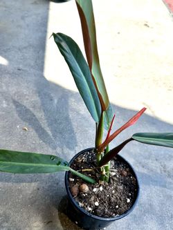Philodendron bicolor Large Rooted Rare Aroid Plant for Sale in Garden  Grove, CA - OfferUp