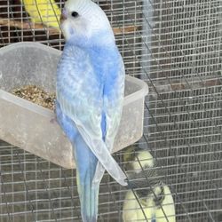 Bird Cage 