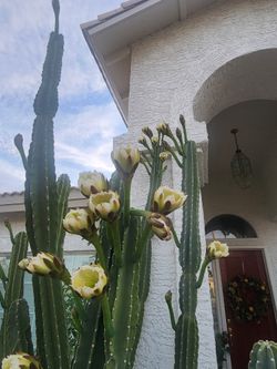 MID NIGHT QUEEN Cactus Arms