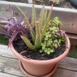 Plants  🌱 and Pots 🪴 Creations  *** PRICE REDUCTION***