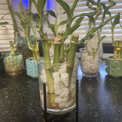 4 Straight Stalk Bamboo In Clear Vase With Rocks