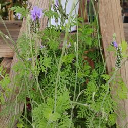 Lavender Plants $12💜