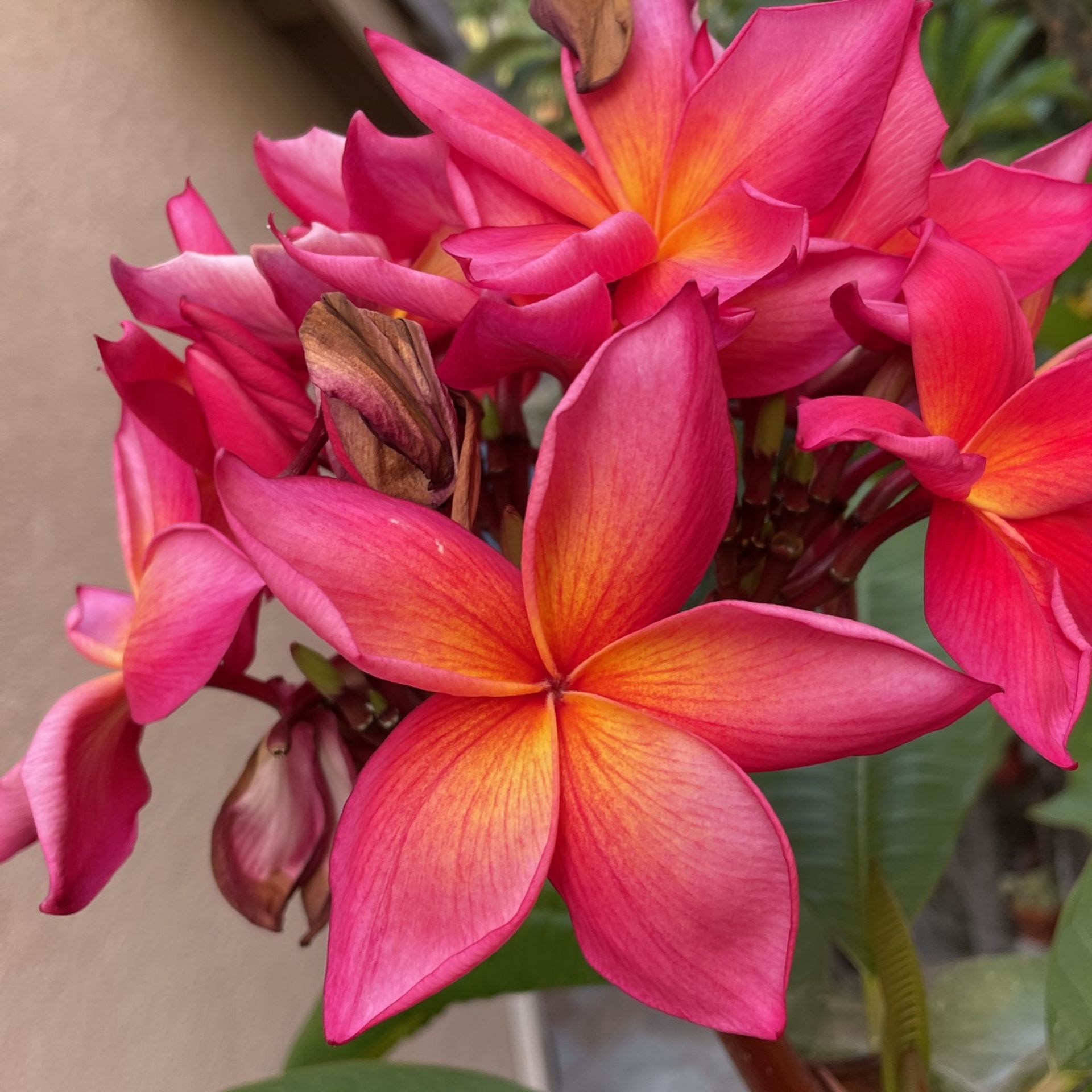 Kauka Wilder Plumeria