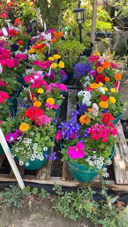 Toda variedad de plantas macetas con flores pequeños arreglos plantas 🪴