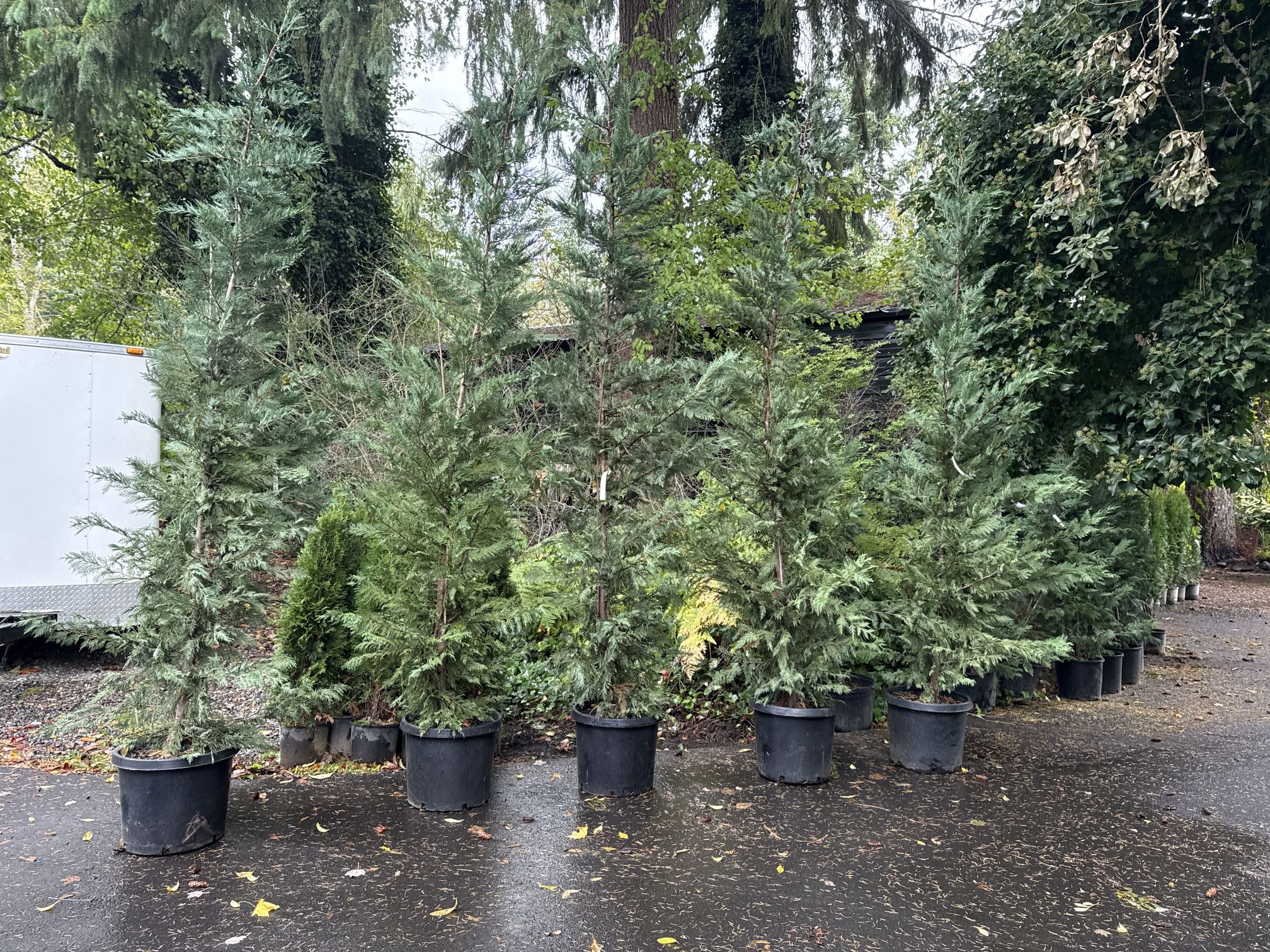 HUGE Leyland Cypress Privacy Trees