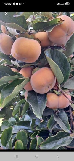 Variety of Fruit Trees 