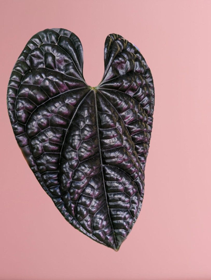 Luxurians Anthurium Mature Bottom Cut