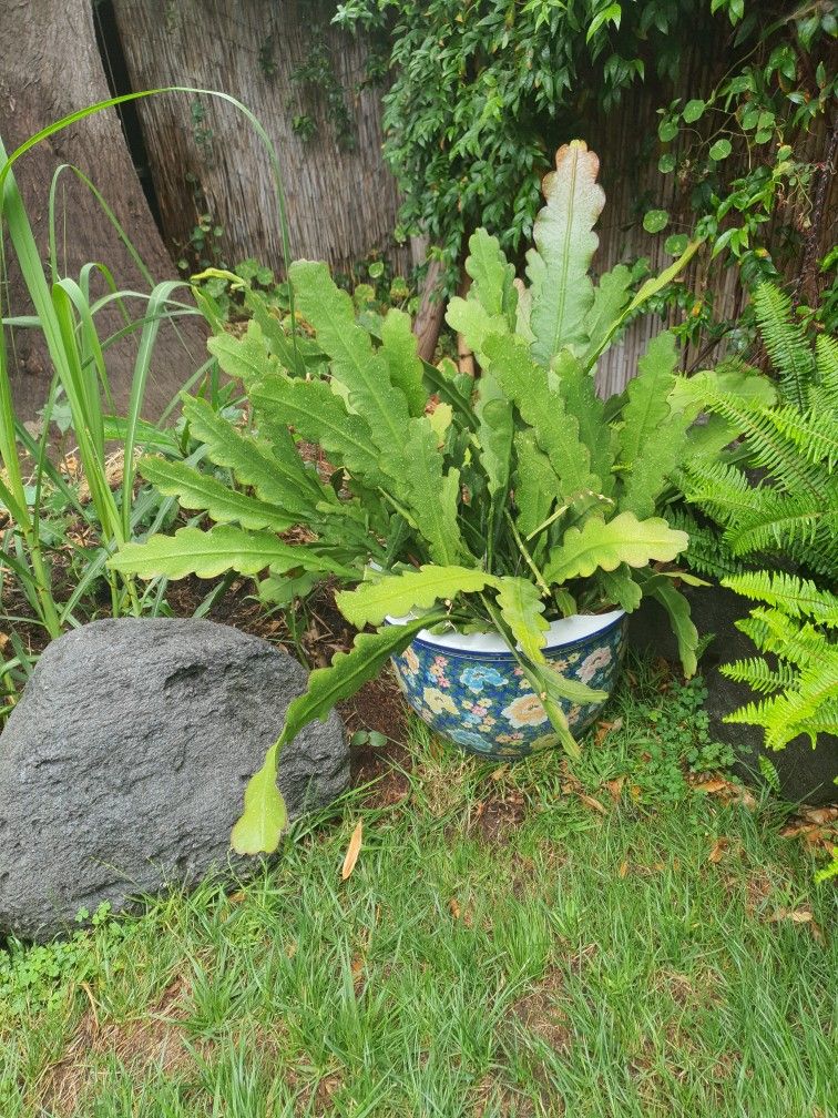 Red Night Blooming in Ceramic Large Pot