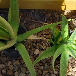 Aloe Vera Plants/Succulent 