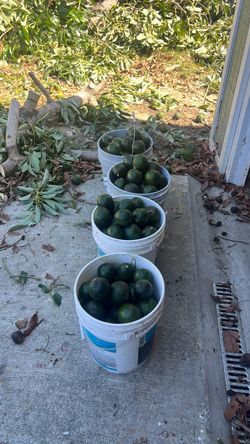 $25 a bucket avocados Los Angeles