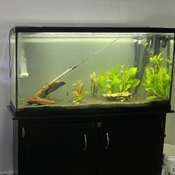 60 Gallon Fishtank With Stand (Need Gone Fast)