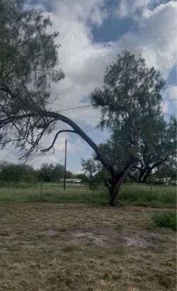 i cut trees and clean up after for a affordable price