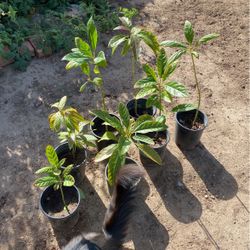 7 Potted Avocado Plants - All For $35